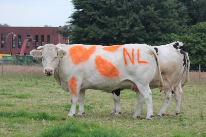RijnRund®koe Daisy